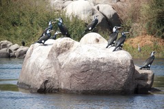 Phalacrocorax carbo