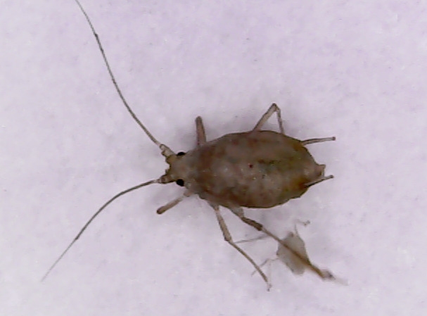 Ovatus