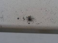 Ceutorhynchus typhae