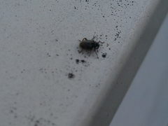 Ceutorhynchus typhae