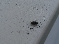 Ceutorhynchus typhae