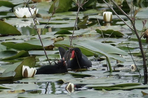 iNaturalist image