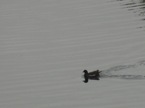 iNaturalist: (c) Sam, some rights reserved (CC BY-NC), uploaded by Sam iNaturalist image