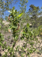 Salix cordata, photograph author not stated, no rights reserved