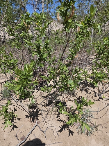 Salix cordata, photograph 3