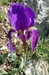 Iris marsica