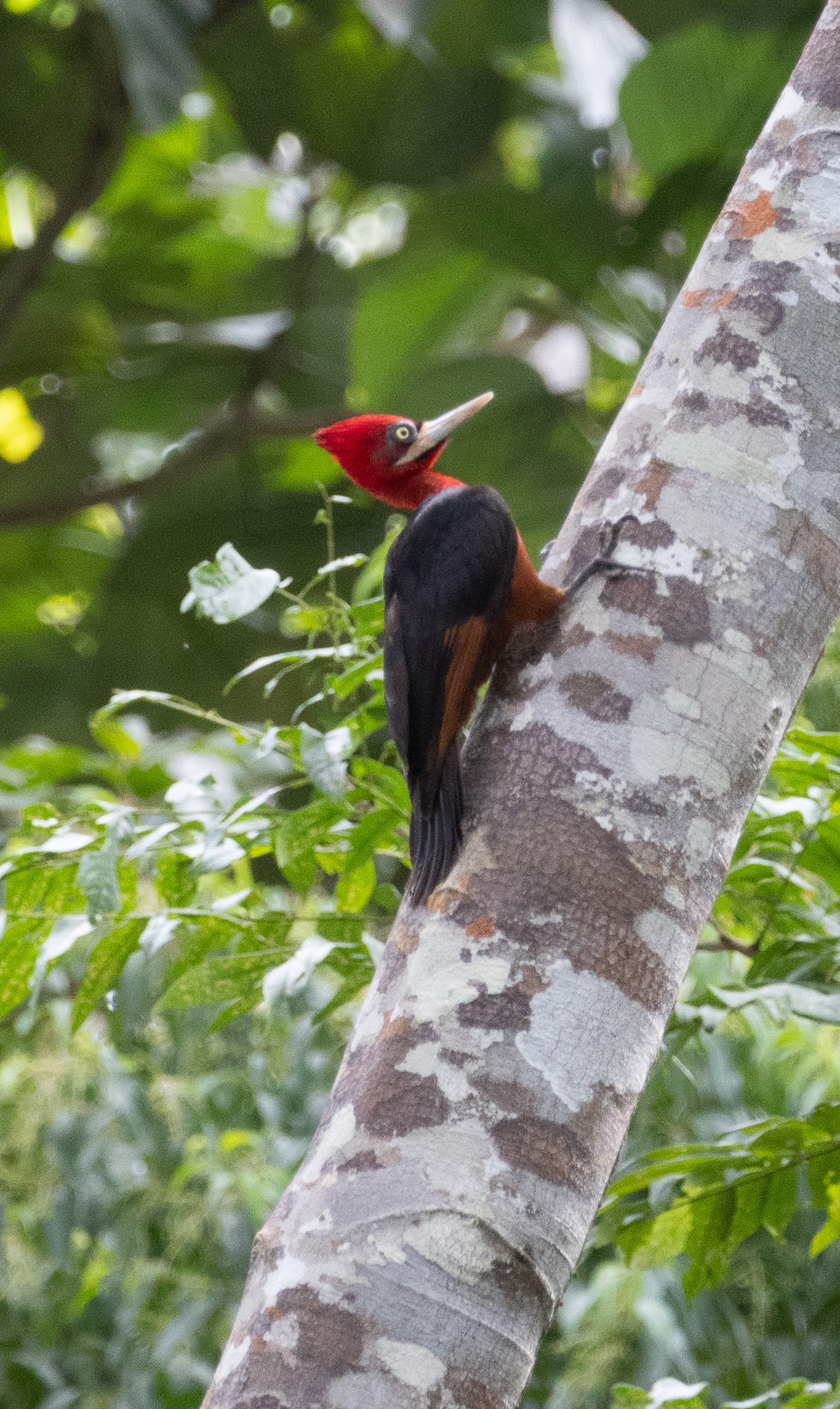 Red-necked Woodpecker (Campephilus rubricollis), photo 3