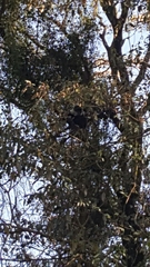 Cercopithecus mitis kolbi