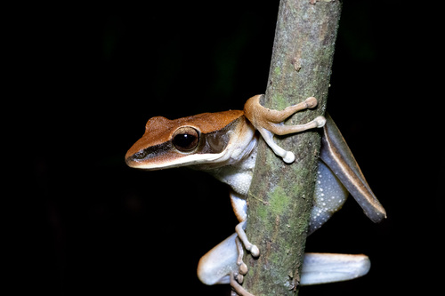 Basin Treefrog, Boana lanciformis