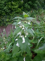 Lamium album