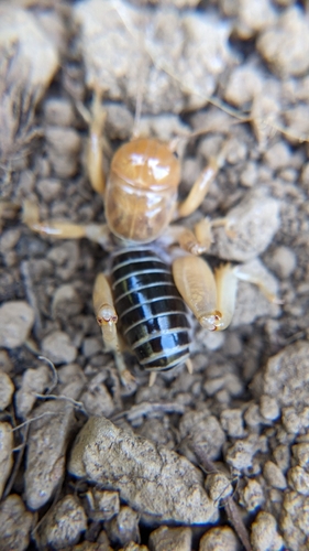 iNaturalist observation photo of North American Jerusalem Crickets