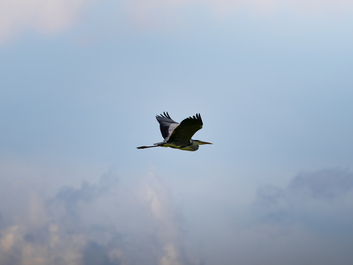iNaturalist image
