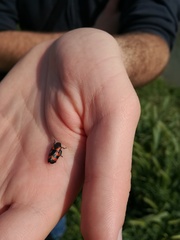 Cercopis sanguinolenta