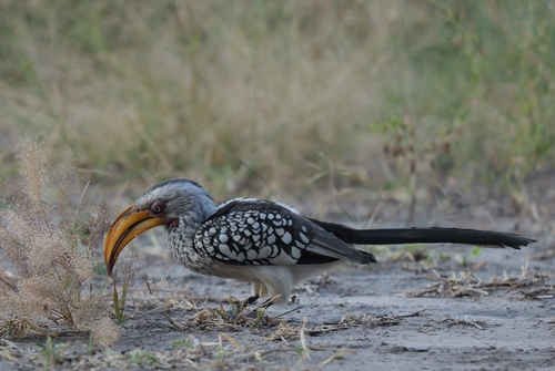 Southern Yellow-billed Hornbill