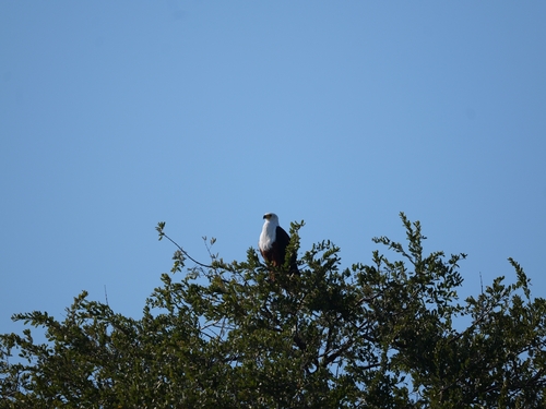 African Fish-Eagle