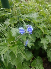 Pentaglottis sempervirens