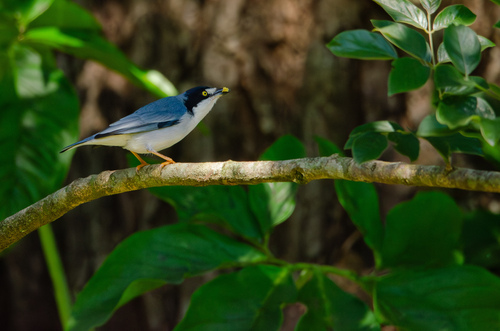 Hooded Tanager