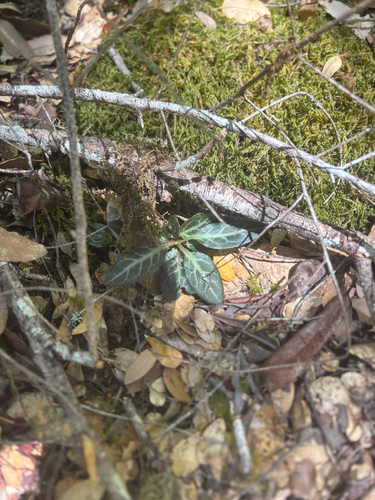 iNaturalist observation photo of Dicots