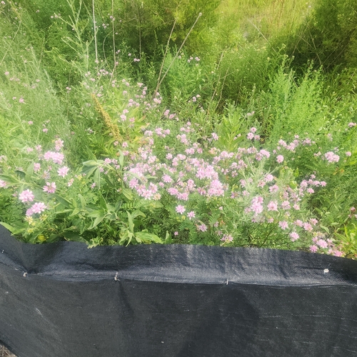 purple crownvetch