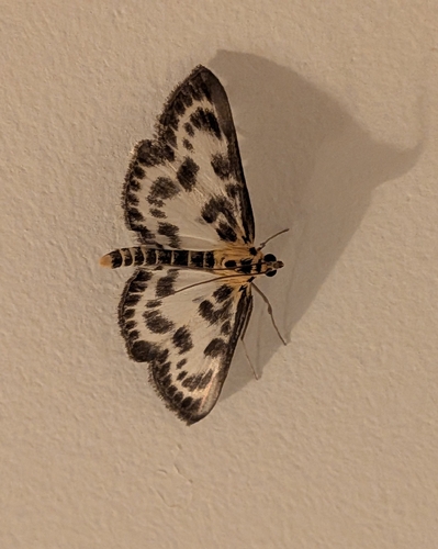 Small Magpie