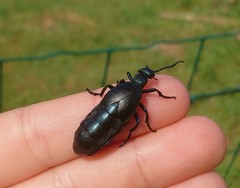Meloe violaceus