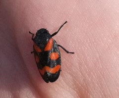 Cercopis sanguinolenta