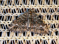 Chrysolarentia gypsomela