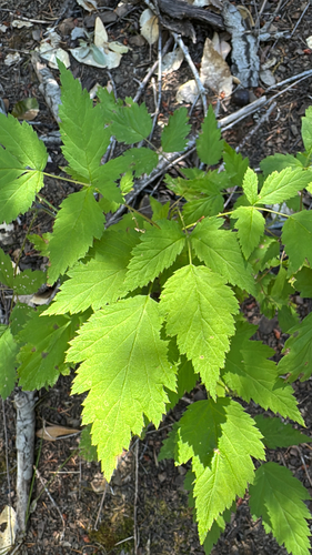 iNaturalist observation photo of whitebark raspberry