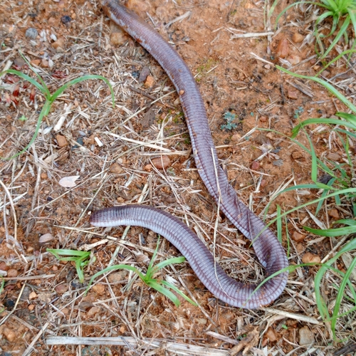 Kalahari Worm Lizard