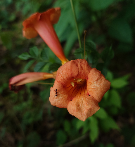 Trumpet Vine