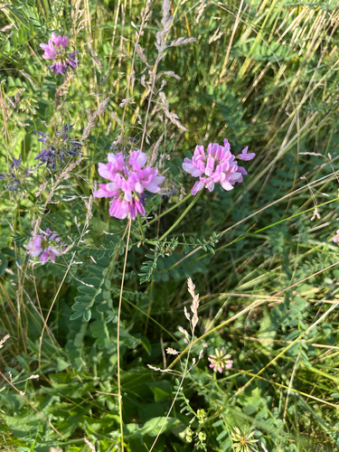 Bunte Kronwicke