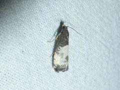 Notocelia cynosbatella
