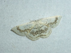Cyclophora annularia