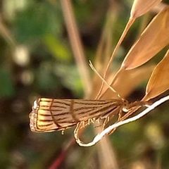 Chrysocrambus linetella
