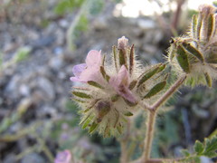 Phacelia cryptantha