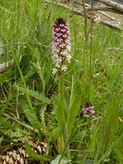 Neotinea ustulata ustulata