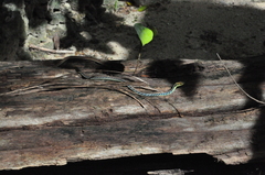 Dendrelaphis marenae