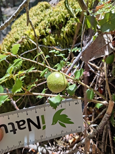 iNaturalist observation photo of Bullet-Gall Wasp