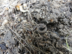 Batrachoseps gavilanensis