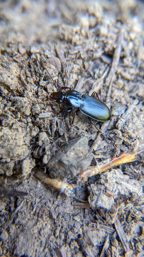 iNaturalist observation photo of Woodland Ground Beetles