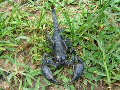 Heterometrus spinifer