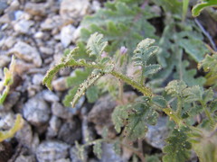 Phacelia cryptantha