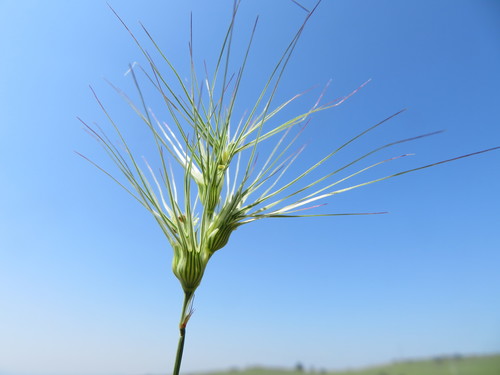 Representative image of Aegilops