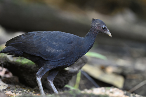 Megapodius freycinet observed 2026-05-18