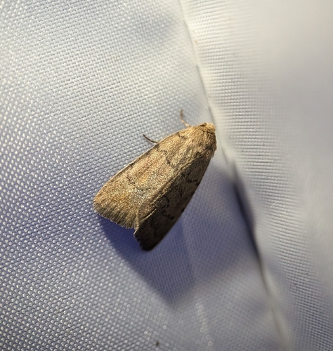 Slowpoke Moth photo 3