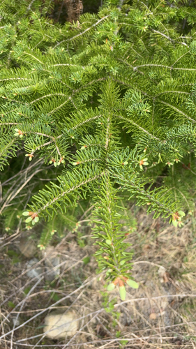 balsam fir