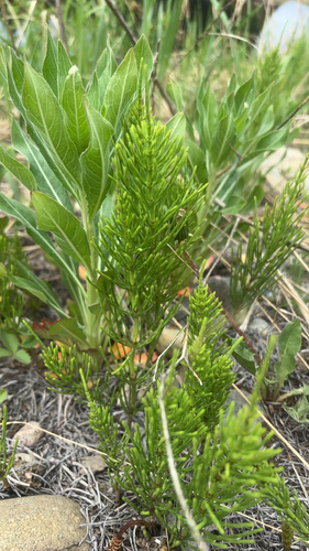 field horsetail