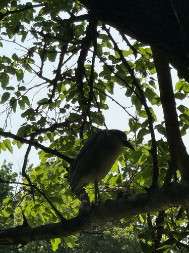 iNaturalist image