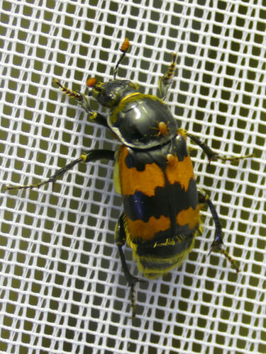 Vespillo Burying Beetle