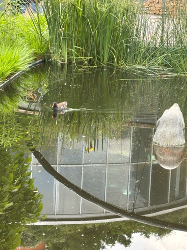 iNaturalist image